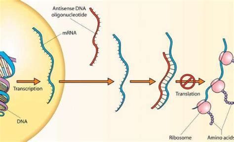 包含小狐狸钱包里面的RNA基因链是做什么的的词条